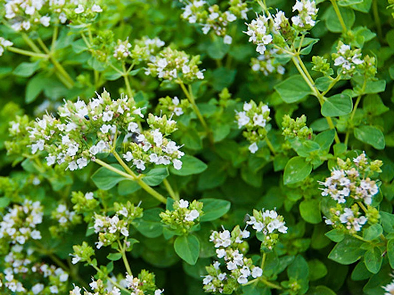 Szukorfű (Oregano) - A természet adta penicillin